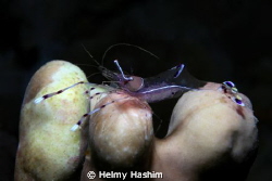 trasparente!! by Helmy Hashim 